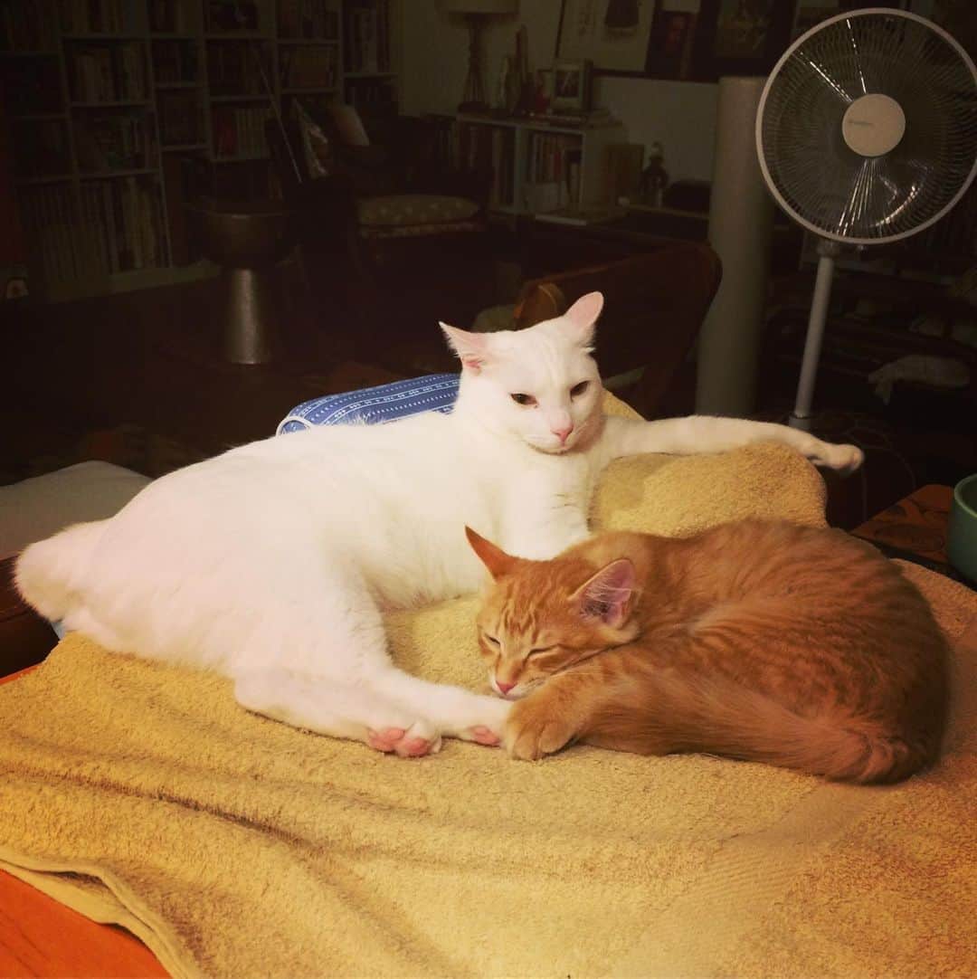 岡田屋鉄蔵のインスタグラム：「子猫なら俺の横で休んでるよ。イケメン風ナブさん。」