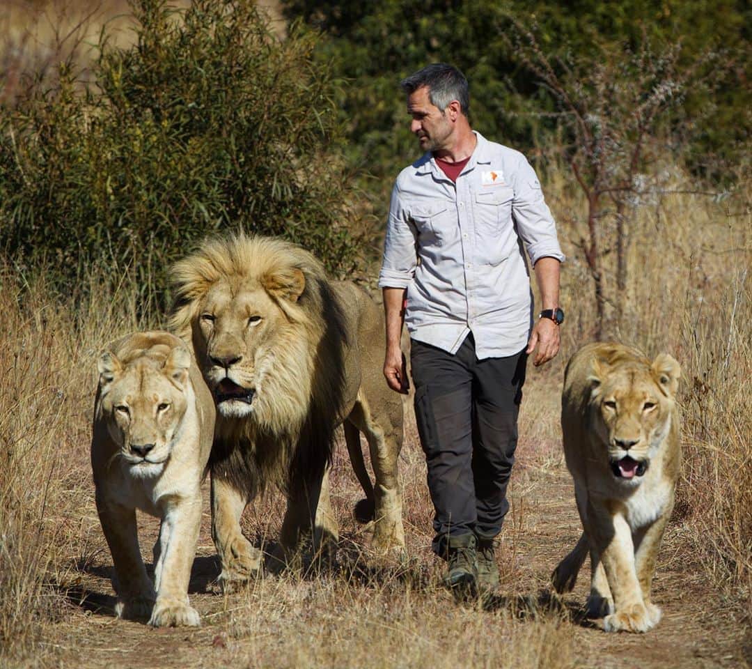 Kevin Richardson LionWhisperer さんのインスタグラム写真 - (Kevin Richardson LionWhisperer Instagram)「At this time of the year, when the grass is wheat colour, you distinctly notice how well camouflaged lions are with their surroundings. Hunting at first or last light, (known as being crepuscular) their colour affords them a significant advantage over their prey. If unsuccessful (which is often the case, as they’re only successful one in five attempts) they’ll continue to try and hunt throughout the night.」8月24日 23時45分 - lionwhisperersa