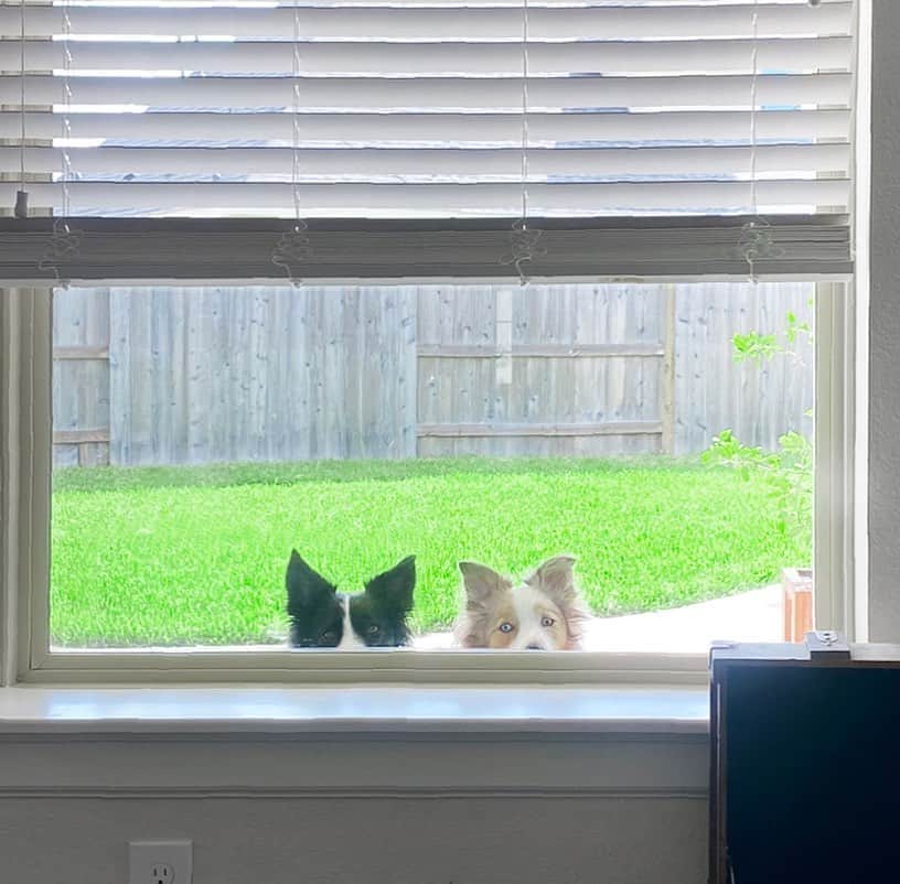 Jazzy Cooper Fostersさんのインスタグラム写真 - (Jazzy Cooper FostersInstagram)「This is how they wait to be let inside. I love seeing those three sets of bunny ears. 🐼🦊🐼」8月25日 0時27分 - bordernerd