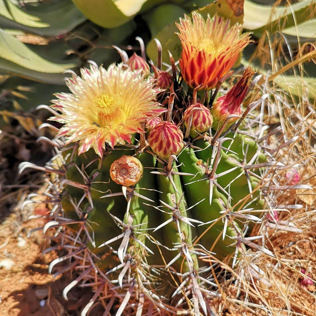 Olick Chinoのインスタグラム：「Una delle mie piante preferite 🌵 Quando ero piccolo mia mamma aveva tantissimi cactus, che mi pungevano, però rimango le mie preferite comunque.  #cactus #sicilia #hotsummer #piantegrasse」