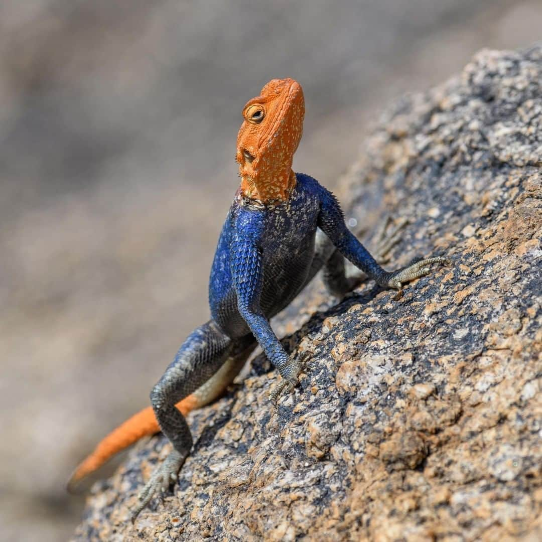 アニマルプラネットさんのインスタグラム写真 - (アニマルプラネットInstagram)「What’s better than an agama? How about an agama agama! The agama agama is known by a handful of other names, including red-headed rock agama, common agama and rainbow agama. No matter what you call it, we can agree that this lizard is absolutely stunning.  . . . . . . #agama #agamaagama #lizard #colors #colorfullizard #reptile #colorfulanimals #animals #animalplanet #pictureoftheday #photooftheday」8月25日 1時00分 - animalplanet