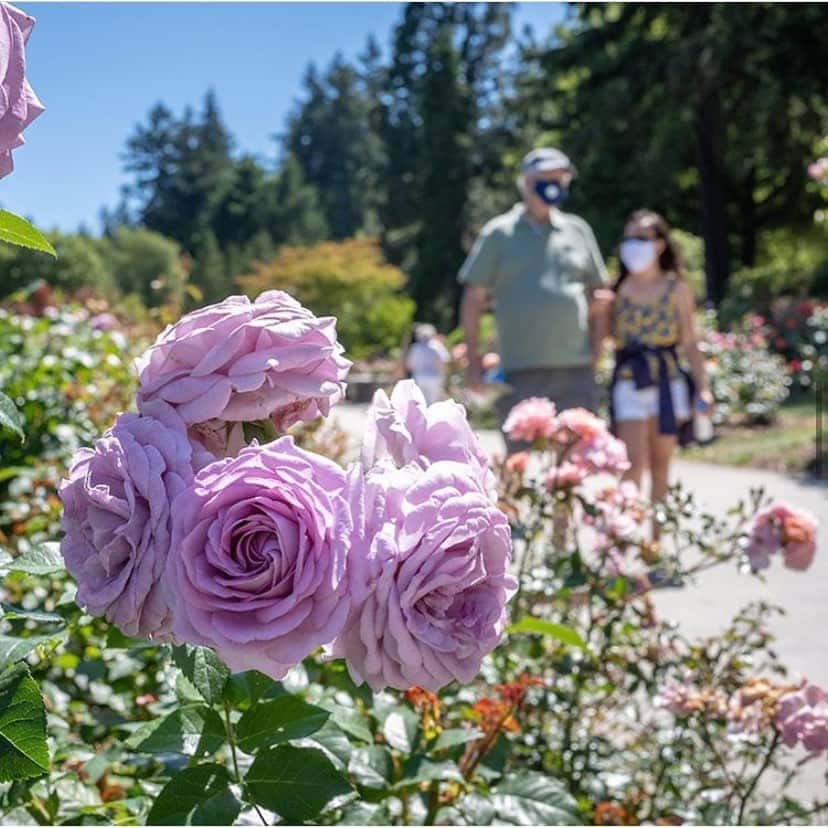 Portlandさんのインスタグラム写真 - (PortlandInstagram)「Have you been to the Rose Gardens this summer? 🌹If not, there is still time to see these iconic gardens that give us our “Rose City” nickname! Tag a friend you want to go visit the gardens with this week! - 📷: Shawn Linehan #Portland #PortlandNW #PDX #OregonNW #RoseCity」8月25日 1時02分 - portland