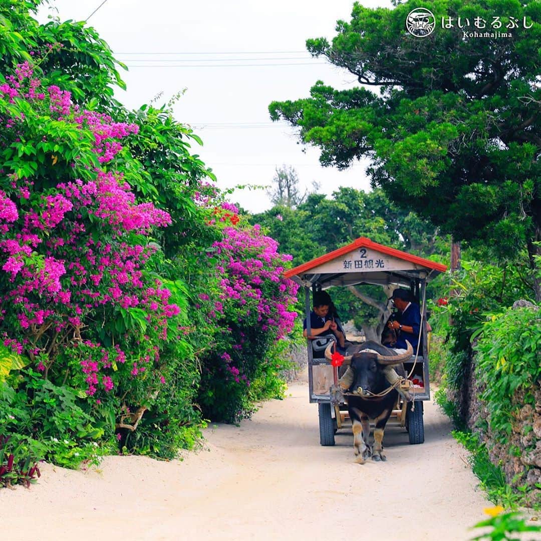 HAIMURUBUSHI はいむるぶしさんのインスタグラム写真 - (HAIMURUBUSHI はいむるぶしInstagram)「小浜島・はいむるぶしから癒しの風景をお届けします。 古き良き沖縄の原風景が色濃く残る竹富島。 南国の花々が咲き誇る集落内を水牛車に揺られながら巡ります。 #沖縄 #八重山諸島 #竹富島 #水牛車 #集落 #小浜島 #リゾート #ホテル #はいむるぶし」8月25日 1時07分 - haimurubushi_resorts