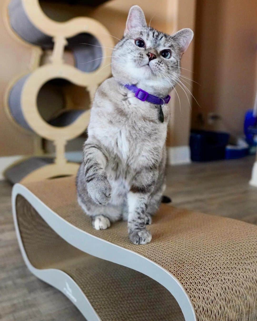 nala_catさんのインスタグラム写真 - (nala_catInstagram)「CLOSED! Congratulation to @fine_wine_whiskers  GIVEAWAY! Win LUI & VIGO scratchers from @mykotty - the creator of SPACE KOTTY smart litter box.  📝 HOW TO ENTER: 1. Like this post 2. Follow @nala_cat & @mykotty 3. Tag a friend (1 tag = 1 entry). Unlimited entries (must be on a separate comment) ________________________________________ 🏁 Contest entries allowed from 08/24/2020 to 08/31/2020 11:59pm PST . ⏰ Winner will be announced on September 1st! Winner will be chosen at random. This giveaway is not associated with instagram. The giveaway is sponsored by @mykotty, the creator of SPACE KOTTY smart litter box, available now on Kickstarter.com (www.kickstarter.com/projects/mykotty/space-kotty-smart-litter-box). #mykotty #giveaway」8月25日 1時08分 - nala_cat