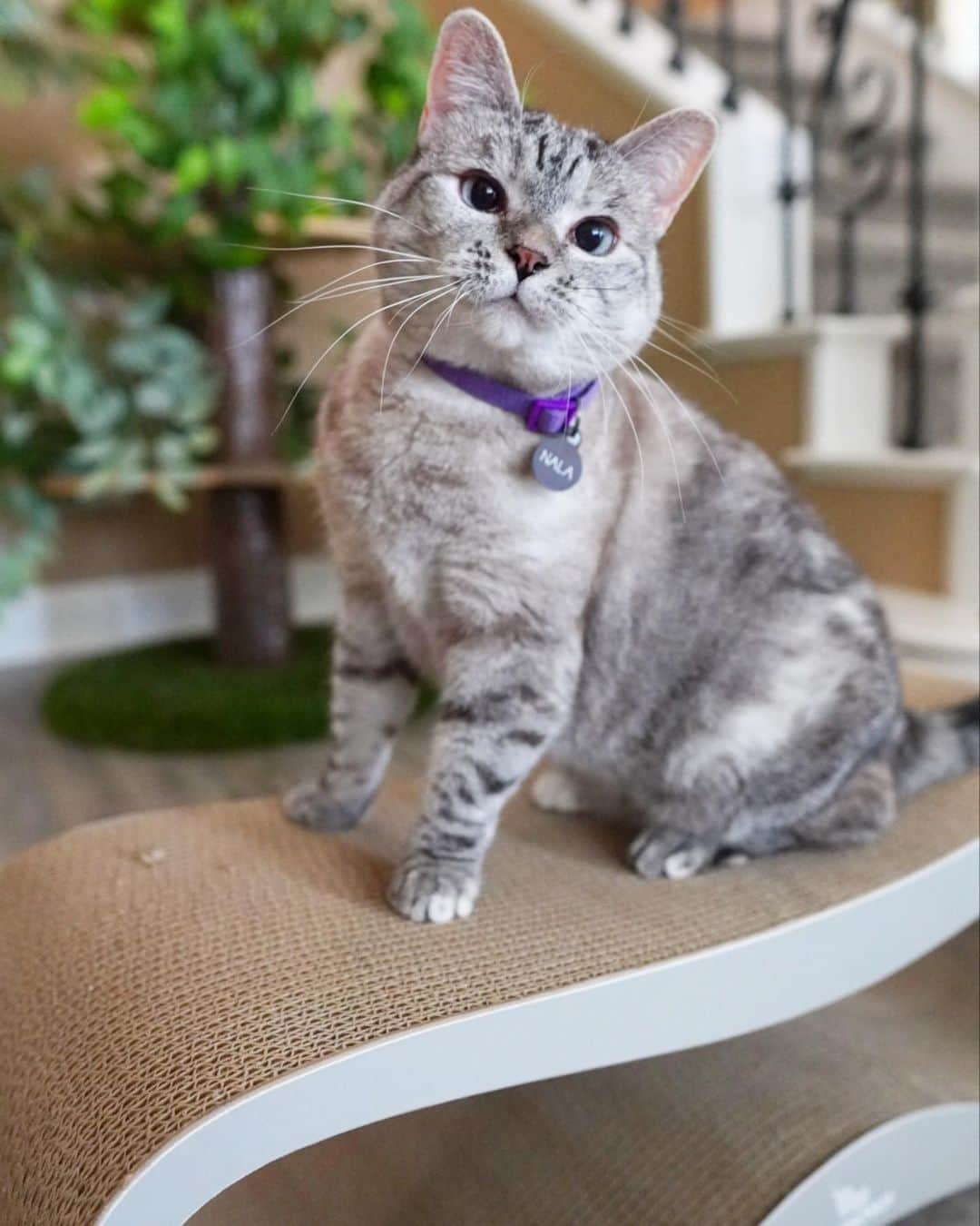 nala_catさんのインスタグラム写真 - (nala_catInstagram)「CLOSED! Congratulation to @fine_wine_whiskers  GIVEAWAY! Win LUI & VIGO scratchers from @mykotty - the creator of SPACE KOTTY smart litter box.  📝 HOW TO ENTER: 1. Like this post 2. Follow @nala_cat & @mykotty 3. Tag a friend (1 tag = 1 entry). Unlimited entries (must be on a separate comment) ________________________________________ 🏁 Contest entries allowed from 08/24/2020 to 08/31/2020 11:59pm PST . ⏰ Winner will be announced on September 1st! Winner will be chosen at random. This giveaway is not associated with instagram. The giveaway is sponsored by @mykotty, the creator of SPACE KOTTY smart litter box, available now on Kickstarter.com (www.kickstarter.com/projects/mykotty/space-kotty-smart-litter-box). #mykotty #giveaway」8月25日 1時08分 - nala_cat