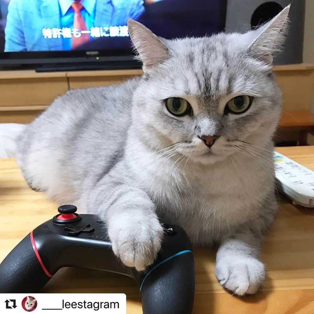 のインスタグラム：「#スタペグラム  にご投稿いただいた画像をリポスト✨  「あつ森なんてやらせにゃい！ぼくと遊ぶんにゃん😠🐱」 こんなに見つめられたらズッキューンしていつまでも遊んであげちゃいます🌟😆  #Repost @____leestagram with @make_repost ・・・ ＊ あ、圧が、、、🌀🌀 ＊ あつ森やらせないにゃん😼 ＊ #土アップ祭 #土あっぷ祭 #まんなか祭 #セルカークレックス#のんべんニャらり #猫後頭部倶楽部#ペトこと猫部#nyancon01 #フェリシモ猫部#ニャンスタグラム #スタペグラム#ペコねこ部#まいにちニャーニャー #picneko#ねこのきもち#ねこにすと#ペトラフ #pecotv#catstagram_japan#rakutenpet #サンデイ#sippoストーリー #peppyフォト部 #スリーアローズファン#ねこちゃんホンポ #LIMIAペット同好会 @limia_pet」