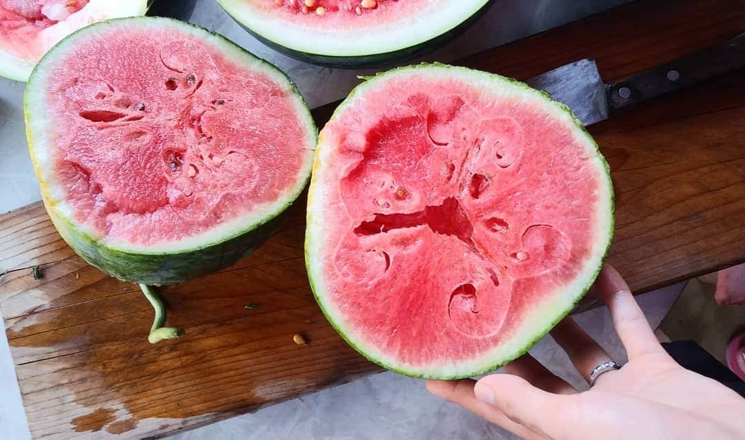 本仮屋リイナさんのインスタグラム写真 - (本仮屋リイナInstagram)「採りたてスイカがぶっ！🍉 母が畑で育てたスイカを収穫しました😊 食べても食べてもまだまだ畑にあるぜ！と躊躇せず、思いっきり食べまくりました😋❤️ ちょっと採るのが早く、切ったら白いものも😜  #スイカ食べまくリイナ #スイカ #🍉 #夏」8月25日 11時59分 - riina_motokariya