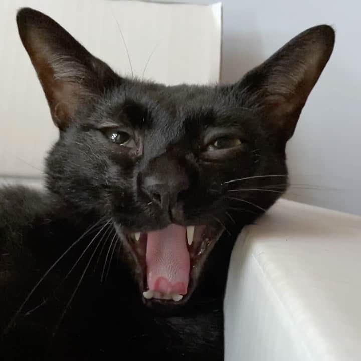 のインスタグラム：「A big yawn #cat #kuromitu #bigyawn #catfeaturesdaily #catface #mako0mako0 #catcatcher #ねこ　#ねこ動画　#かわいい黒猫　#くろみつくん　#おおあくび猫 #猫のいる暮らし #猫のいる生活 #まこまこ　#猫のあくび」