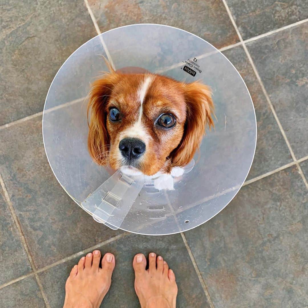 Ilana Wilesさんのインスタグラム写真 - (Ilana WilesInstagram)「Frankie’s first cone. Poor thing. The worst part is we can’t love on her quite the same right now to show her it will be okay. She’s still wagging her tail though, so I trust she’ll bounce back soon ❤️」8月25日 11時32分 - mommyshorts