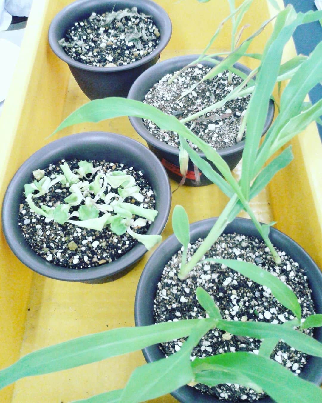 東京バイオテクノロジー専門学校さんのインスタグラム写真 - (東京バイオテクノロジー専門学校Instagram)「除草剤の性質の違いを観察する🌱  3年植物バイオコースの 植物生理学実習では、  レタスとトウモロコシの苗に 除草剤をまいて、 選択性の双子葉のみのものと、 非選択性の双子葉単子葉どちらにも 影響するか観察しました！  植物バイオコースの詳細は #ホームページをご覧ください   https://www.bio.ac.jp/gakka/applied_plant  #植物バイオ #植物#バイオ #東京バイオテクノロジー専門学校  #実験#理系#専門学校 #レタス#とうもろこし」8月25日 11時35分 - tokyobio