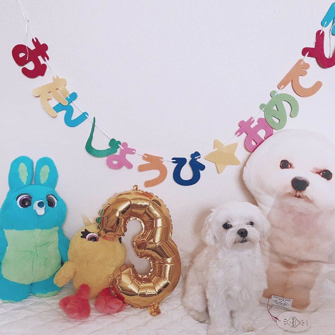 永田レイナさんのインスタグラム写真 - (永田レイナInstagram)「こはく3才おめでとう🎊 . . #こはく #小白 #littlewhite #birthday #dog #dogstagram #maltese #犬 #マルチーズ」8月25日 11時55分 - reina_nagata