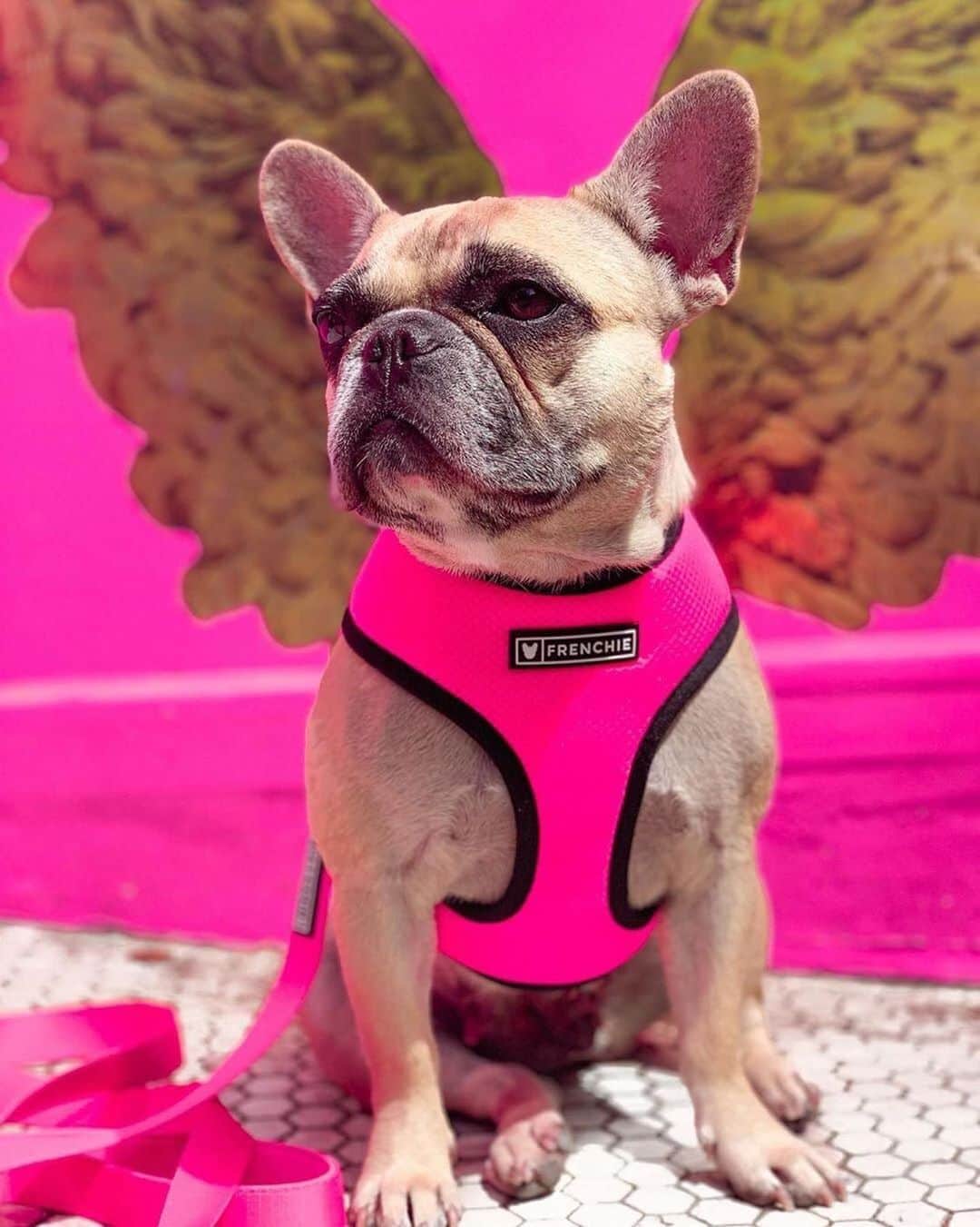 Regeneratti&Oliveira Kennelさんのインスタグラム写真 - (Regeneratti&Oliveira KennelInstagram)「Hoping these wings can fly me to the weekend 😜😆 @the.princess.mini . . 🎁 Get 10% off  with code jmarcoz10 🐾  . .SHOP only at www.frenchiebulldog.com  . . #frenchiepetsupply #frenchiesofinsta #pugsofinsta #frenchbulldog #frenchiesofinstagram #pug #frenchies #reversibleharness #frenchiehoodie #thedodo #frenchieharness #dogclothes #dogharness #frenchiegram #dogsbeingbasic #frenchieoftheday #instafrenchie #bulldogs #dogstagram #frenchievideo #cutepetclub #bestwoof #frenchies1 #ruffpost #bostonterrier #bostonsofig #animalonearth #summerdog #dogs」8月25日 3時32分 - jmarcoz