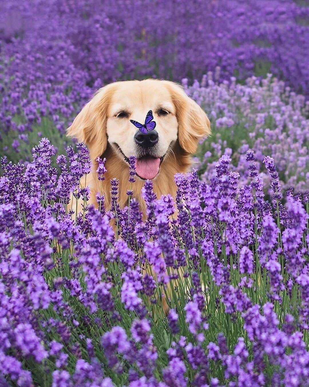 Canon Photographyさんのインスタグラム写真 - (Canon PhotographyInstagram)「For a better start into the week 😍 Photography // @lizzie.bear Curated by @steffeneisenacher  #cpfeatureme #dogsofinstagram #petsofinstagram #lavender #lavenderfields #canada #lamaisonlavande」8月25日 3時46分 - cpcollectives