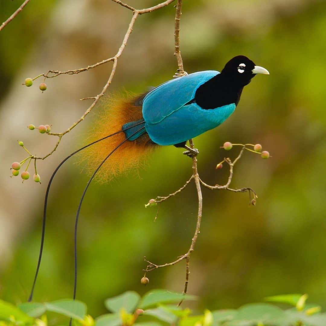 Tim Lamanさんのインスタグラム写真 - (Tim LamanInstagram)「Photo by @TimLaman.  Last day to sign up for my current book giveaway! “New Guinea: Nature and Culture of Earth’s Grandest Island” with author Bruce Beehler was recently published by Princeton Univ Press. As described by Princeton, the book is “An enthralling exploration of the biologically richest island on Earth, featuring more than 200 spectacular color images by award-winning National Geographic photographer Tim Laman.”   New Guinea is of course most famous for its birds-of-paradise, so its no surprise that we chose my image here of a Blue Bird-of-Paradise for the cover image.  But this book covers far more than birds, as you can see if you just look back at my posts @TimLaman from the last several days, with examples of the diversity of life and landscapes of New Guinea covered in the book.   To be entered to win a free copy, sign up for my newsletter in the link in bio @TimLaman.  Monday Aug 24 – last day to enter.   #NewGuinea #Papua #Indonesia #PNG #bluebirdofparadise #birdsofparadise」8月25日 4時01分 - timlaman