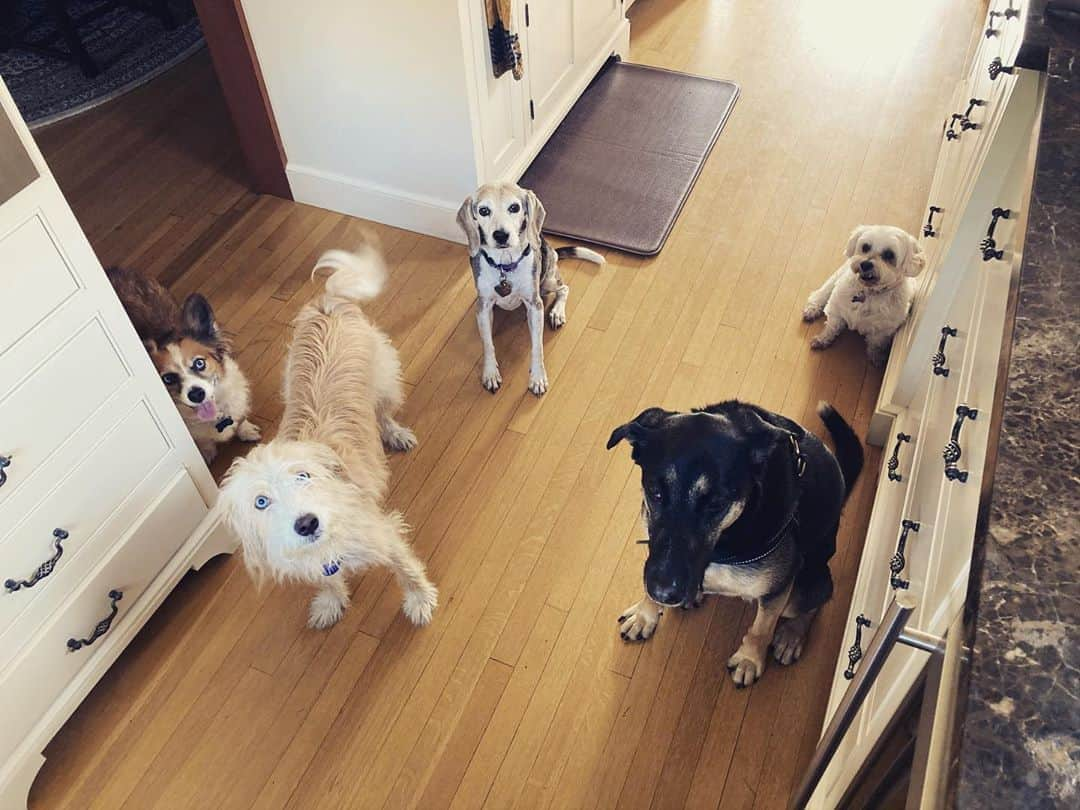 シーマス・デヴァーさんのインスタグラム写真 - (シーマス・デヴァーInstagram)「Morning dog union meeting. They have food demands.」8月25日 4時02分 - seamuspatrickdever