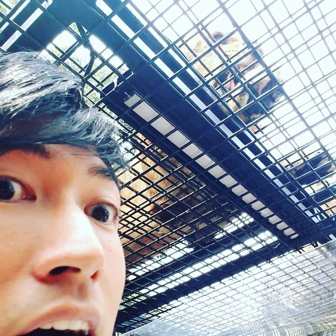 矢口恭平さんのインスタグラム写真 - (矢口恭平Instagram)「🦁🐯 I want to go to the zoo.」8月25日 4時53分 - kyohei_yaguchi