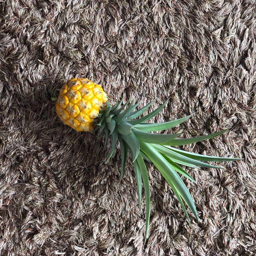 Honolulu Myohoji Missionさんのインスタグラム写真 - (Honolulu Myohoji MissionInstagram)「🍍 Did you know that pineapple grows on top of the leaves? We harvested the first pineapple from the garden! It’s a cute size, too!🍍 Have a great week!  * * * * #ハワイ #ハワイ好きな人と繋がりたい  #ハワイだいすき #ハワイ好き #ハワイに恋して #ハワイ大好き #ハワイ生活 #ハワイ行きたい #ハワイ暮らし #オアフ島 #ホノルル妙法寺 #HawaiianAirlines #ハワイアン航空 #思い出　#honolulumyohoji #honolulumyohojimission #御朱印女子 #開運 #穴場 #パワースポット #hawaii #hawaiilife #hawaiian #luckywelivehawaii #hawaiiliving #hawaiistyle #hawaiivacation」8月25日 5時07分 - honolulumyohoji