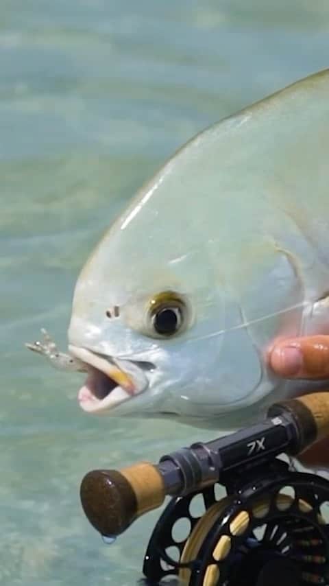 Costa Sunglassesのインスタグラム：「DOWNUNDER… The @flyfishingfilmtour is back for 2020 with a virtual release including the @aussieflyfisher and @pilotstudioco film, DOWNUNDER. Catch this cross country expedition from Tasmania to Cape York for bucket list Trout, GTs, Permit and Murray Cod. Learn more at the link in bio. #SeeWhatsOutThere #BornOnTheWater」