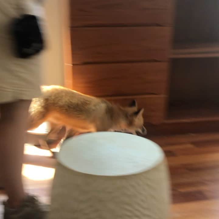 のインスタグラム：「Training a fox Mondays with Melissa!  . Viktor in his scent work training.  Training days end up leaving my face hurting from laughing so hard at how creative each of these guys are during their training sessions.  Today, Viktor found his scent canister with some serious sass and cuteness overload!  . We actually placed some of canisters in slightly harder spots to challenge them a bit more.  Viktor and Maksa didn’t seem to have much difficulty finding them even with the fan on and The big scary wolf pacing on the other side of the slider. They were focused to their job!  . Training them in scent work provides enrichment for them and they truly enjoy their training sessions!  . We are in the process of building a training room at the center, so we can continue these training sessions there and we can actually offer training sessions for the public - Train a fox Encounter!! Would you be interested in something like that?  . . . If you want to help us build the training room or are a design or construction company willing to sponsor or lend a hand, please let us know!! . . #trainingafox #scentwork #mondayswithmelissa #viktor #redfox #russiandomesticatedfox #furfree #nonprofit #fundraising #supportlocal #training #bombsniffingdog #drugsniffingdog #sandiego #socal #volunteer #construction #trainingroom #buildit」