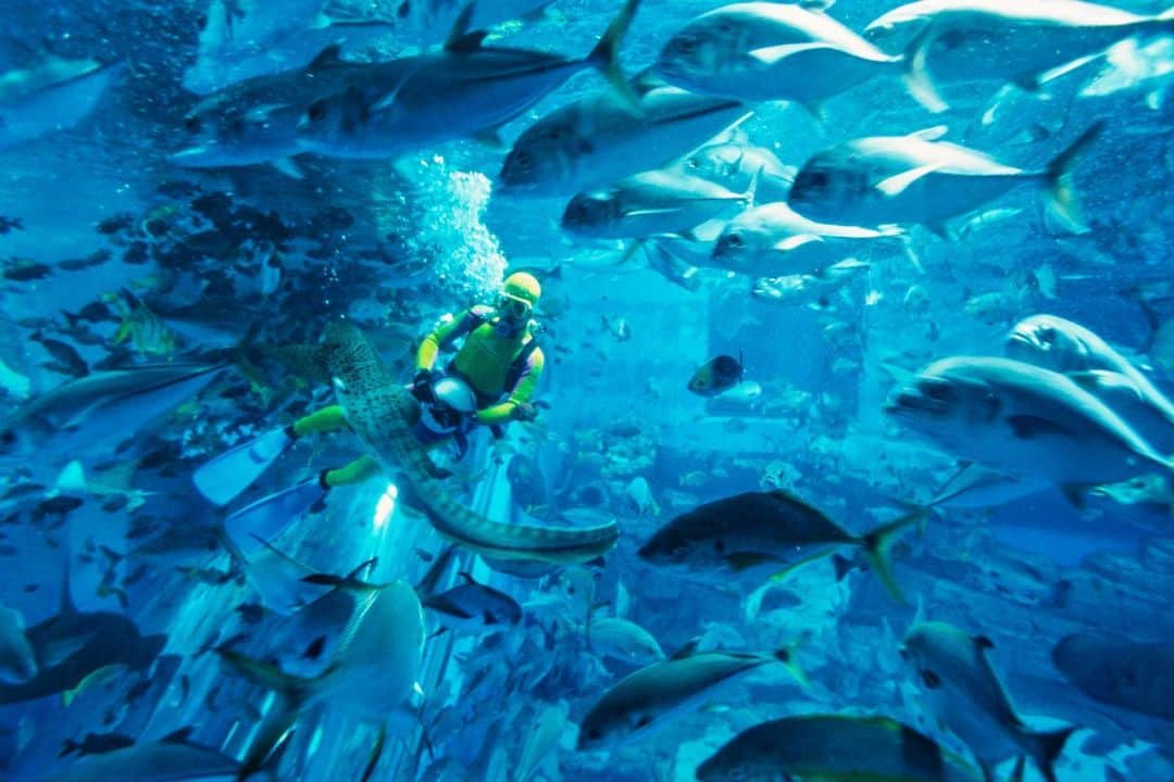 Michael Yamashitaさんのインスタグラム写真 - (Michael YamashitaInstagram)「Summer in the City: August in Tokyo is notoriously hot and humid, so residents have become resourceful in finding ways to beat the heat. Many take refuge in aquariums, where it’s cool and dark. #Hakkeijima #seaparadise #tokyobay #sealifepark #aquarium」8月25日 5時37分 - yamashitaphoto