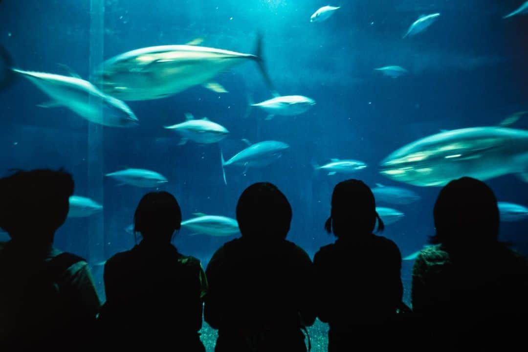 Michael Yamashitaさんのインスタグラム写真 - (Michael YamashitaInstagram)「Summer in the City: August in Tokyo is notoriously hot and humid, so residents have become resourceful in finding ways to beat the heat. Many take refuge in aquariums, where it’s cool and dark. #Hakkeijima #seaparadise #tokyobay #sealifepark #aquarium」8月25日 5時37分 - yamashitaphoto