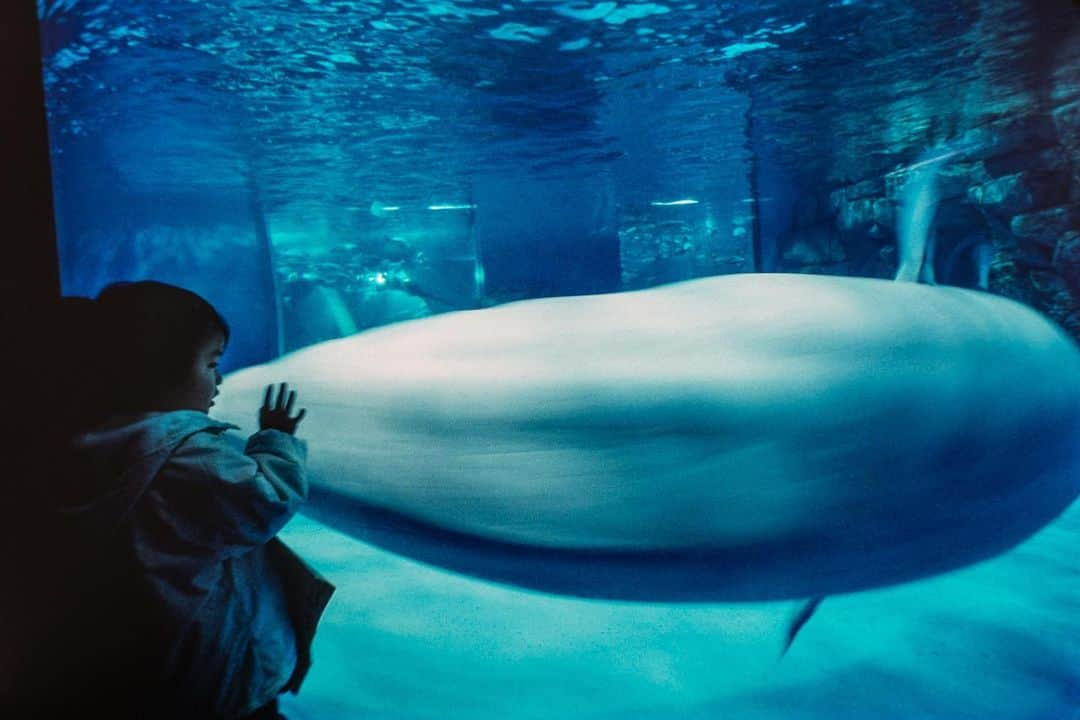 Michael Yamashitaさんのインスタグラム写真 - (Michael YamashitaInstagram)「Summer in the City: August in Tokyo is notoriously hot and humid, so residents have become resourceful in finding ways to beat the heat. Many take refuge in aquariums, where it’s cool and dark. #Hakkeijima #seaparadise #tokyobay #sealifepark #aquarium」8月25日 5時37分 - yamashitaphoto