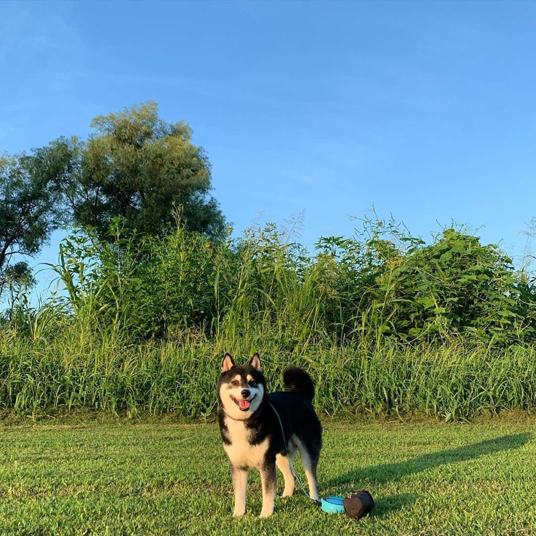 くろさんのインスタグラム写真 - (くろInstagram)「🌅朝日を浴びる豆🐕 今朝は涼しくて気持ちいい🌿 #朝んぽ #朝日を浴びて #青空 #bluskyblue #kuroshiba #blackshiba #shibainu #shibastagram #instadog #dogstagram #柴犬 #黒柴 #日本犬 #和犬 #癒し犬 #いぬら部 #ふわもこ部 #柴犬部 #モフモフ生命体 #柴犬のいる暮らし #柴犬のいる生活 #柴犬と一緒 #わんこのいる暮らし #わんこのいる生活 #わんこと一緒 #わんダフォ #わんだふるJapan」8月25日 5時59分 - m6bmw