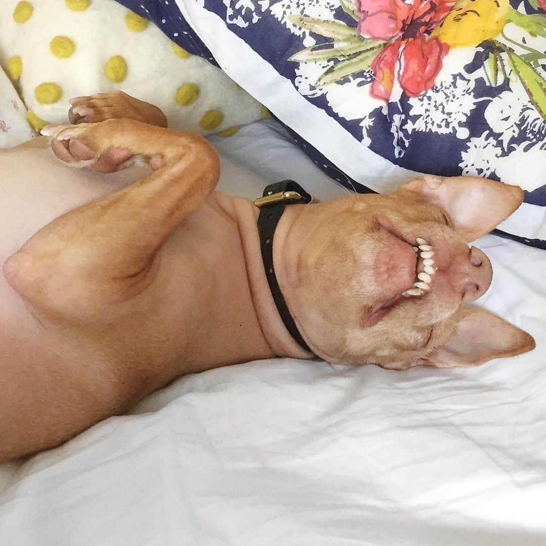 Tuna {breed:chiweenie} さんのインスタグラム写真 - (Tuna {breed:chiweenie} Instagram)「Even though everyday feels like a Monday,  this guy won’t be fooled by the imposters. He knows the real Monday when it arrives and he’ll gladly take full advantage of sleeping through the entire day.」8月25日 6時01分 - tunameltsmyheart