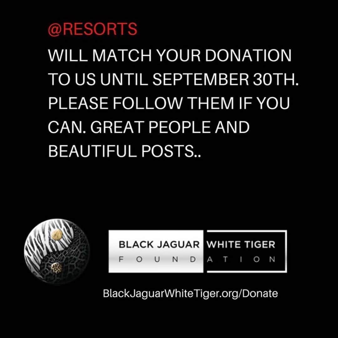 Black Jaguar-White Tiger さんのインスタグラム写真 - (Black Jaguar-White Tiger Instagram)「@RESORTS WILL MATCH YOUR DONATION TO US UNTIL SEPTEMBER 30TH. PLEASE FOLLOW THEM IF YOU CAN. GREAT PEOPLE AND BEAUTIFUL POSTS.  ACTIVE LINK ON OUR BIO OR AT  www.BlackJaguarWhiteTiger.org/Donate」8月25日 6時16分 - blackjaguarwhitetiger