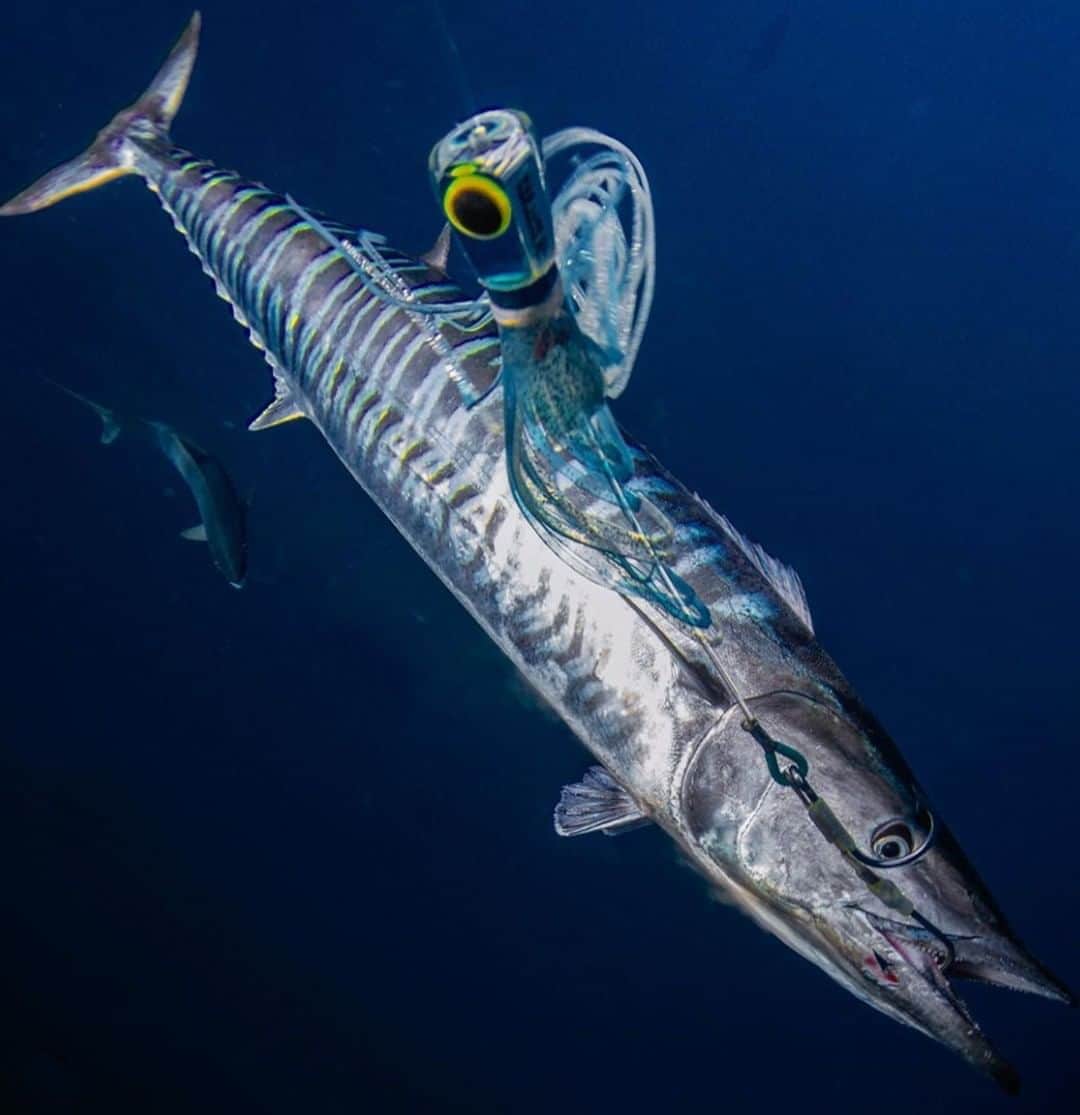 Costa Sunglassesのインスタグラム：「On the drag. 📷: @sport_fish_gallery #SeeWhatsOutThere #BornOnTheWater」