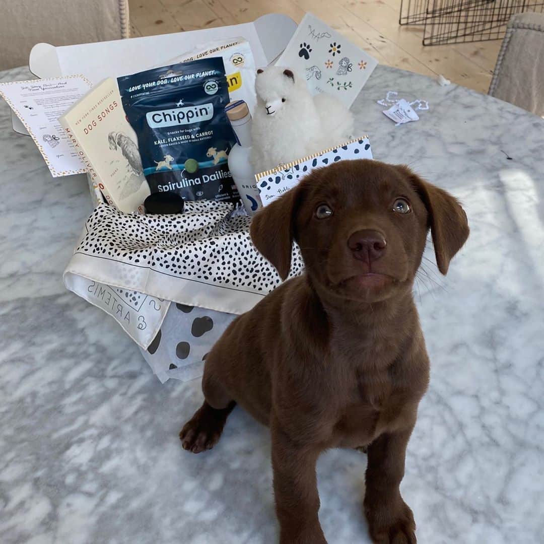 ボビー・ブラウンのインスタグラム：「Thank you for the awesome box of cool female founded doggie products for Pippa and Sundae and Biggie @argosandartemis @noelduan These products are way cool #notsponsored #influencer #rescuedogsofinstagram」