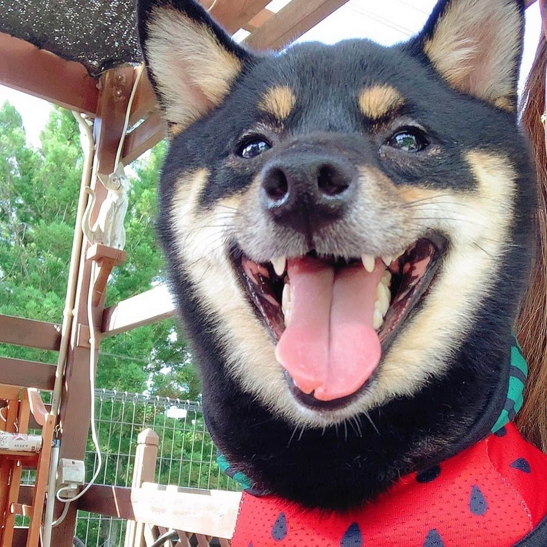 國武愛美さんのインスタグラム写真 - (國武愛美Instagram)「. スイカになった僕🐶🍉 ひっさしぶりのドッグラン🐶🔥 れあもたまには息抜きが必要だよね😗☺️✌︎ 楽しそうに駆け回ってたくさん遊んで疲れて爆睡😬😪😴🥱🐶 愛しい我が子(犬)です🥴🥰😍😇🍉🐶💗 . . #ドッグラン #れあ #豆柴♂ #愛犬」8月25日 6時43分 - kunitake_aimi