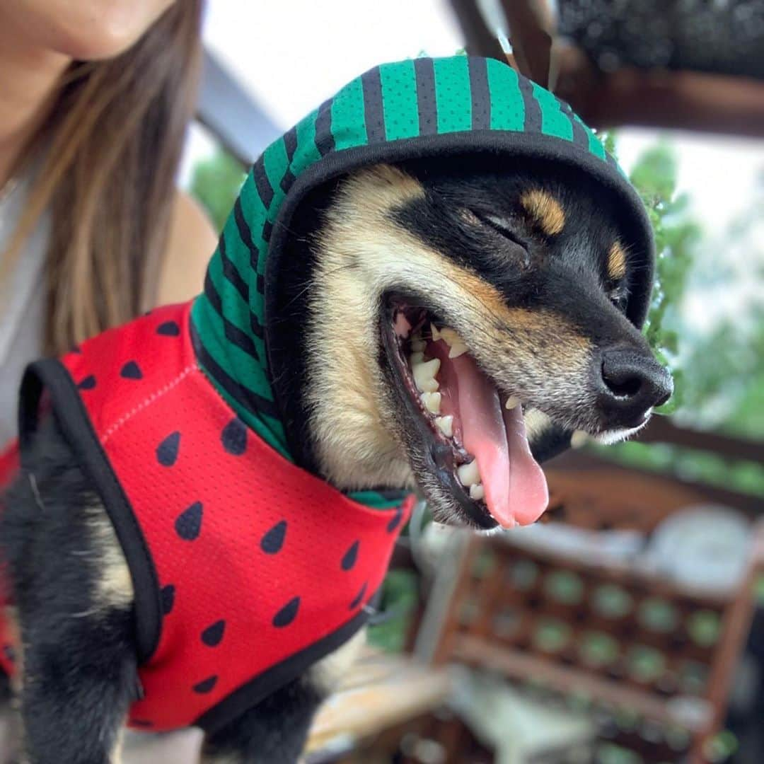 國武愛美さんのインスタグラム写真 - (國武愛美Instagram)「. スイカになった僕🐶🍉 ひっさしぶりのドッグラン🐶🔥 れあもたまには息抜きが必要だよね😗☺️✌︎ 楽しそうに駆け回ってたくさん遊んで疲れて爆睡😬😪😴🥱🐶 愛しい我が子(犬)です🥴🥰😍😇🍉🐶💗 . . #ドッグラン #れあ #豆柴♂ #愛犬」8月25日 6時43分 - kunitake_aimi