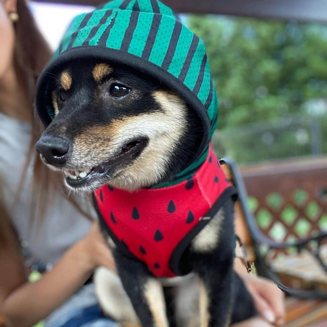 國武愛美さんのインスタグラム写真 - (國武愛美Instagram)「. スイカになった僕🐶🍉 ひっさしぶりのドッグラン🐶🔥 れあもたまには息抜きが必要だよね😗☺️✌︎ 楽しそうに駆け回ってたくさん遊んで疲れて爆睡😬😪😴🥱🐶 愛しい我が子(犬)です🥴🥰😍😇🍉🐶💗 . . #ドッグラン #れあ #豆柴♂ #愛犬」8月25日 6時43分 - kunitake_aimi