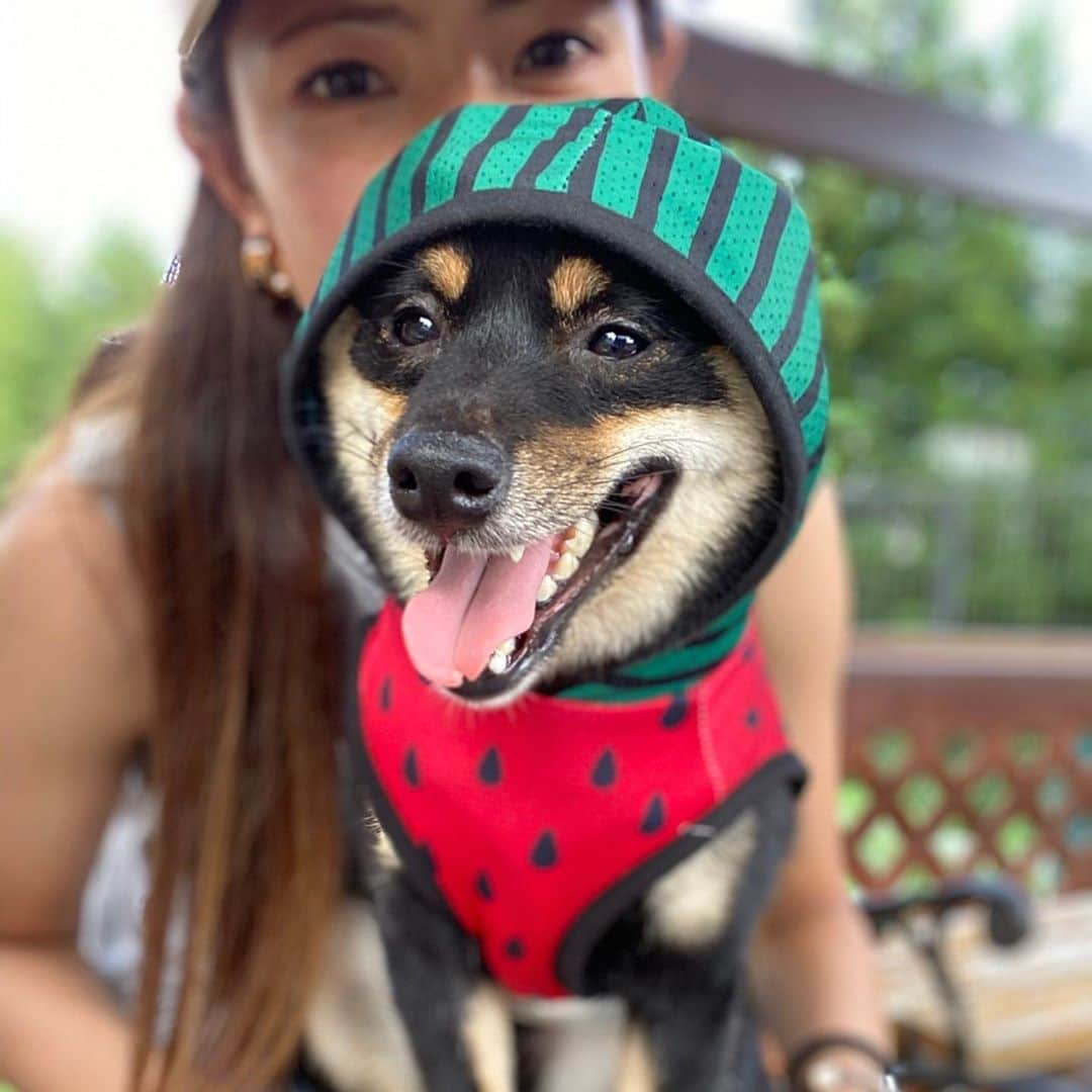 國武愛美さんのインスタグラム写真 - (國武愛美Instagram)「. スイカになった僕🐶🍉 ひっさしぶりのドッグラン🐶🔥 れあもたまには息抜きが必要だよね😗☺️✌︎ 楽しそうに駆け回ってたくさん遊んで疲れて爆睡😬😪😴🥱🐶 愛しい我が子(犬)です🥴🥰😍😇🍉🐶💗 . . #ドッグラン #れあ #豆柴♂ #愛犬」8月25日 6時43分 - kunitake_aimi