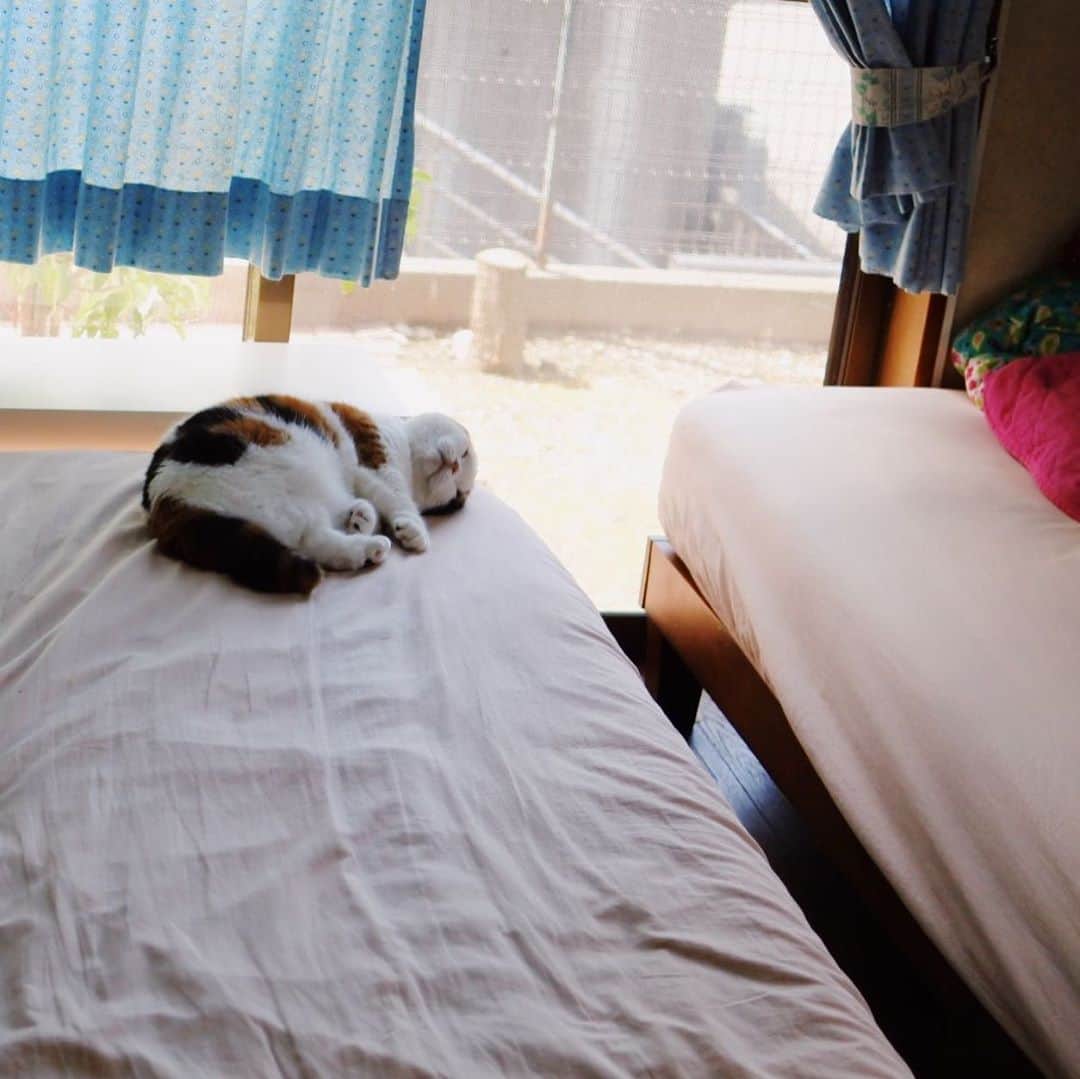 sancheloveのインスタグラム：「出掛けに得体の知れない小さくて丸い物体を見つけてしまうと、ついカメラ📷を取りに戻ってしまう・・😂❤️  #kitty#catstagram#catstagram_japan#petstagram#picneko#instacat#meow#catoftheday#catofworld#ilovemycat#funnycat#猫#ねこ#にゃんこ#みんねこ#にゃんだふるらいふ#ふわもこ部#PECOねこ部#ねこまみれ#ねこ休み展#munchkin#calico#scottishfold#マンチカン#ねこのいる暮らし Urara」