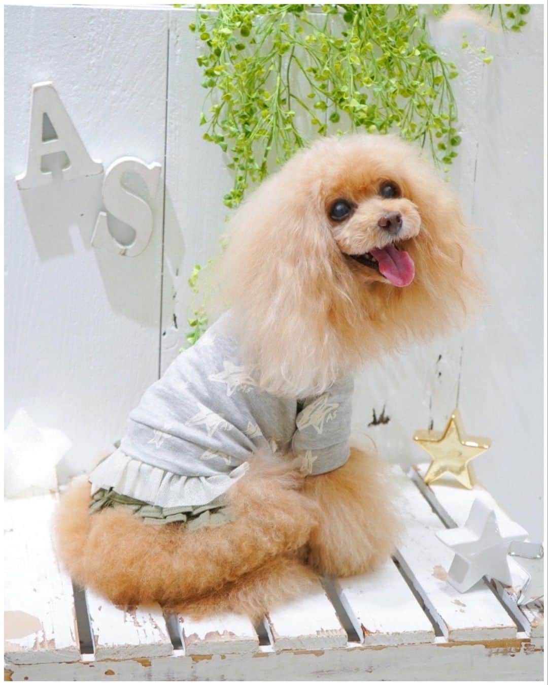 Toypoodle Mikuru?Asakusa Tokyoのインスタグラム：「20200825 Tuesday. 【Mikuru information🌟】 as know as de wan マロニエゲート銀座店限定が発売されます👏🏻 . お色はグレーで星⭐️の模様。 小さくASのLOGOも入って可愛いです🥰 裾には取り外し可能なチュールが付いてます。 柔らかい生地なので動きやすそうです❤️ . ⭐️N袖キラリ☆スターロンT ⭐️W00743 / ¥7,200+TAX . みくるん サンプル着させて頂きました🥰 スカートにもパンツにもどちらにも相性良いと思います😄 チュールが付いてるので、トップスだけでも みくるの桃尻力🍑を発揮させてくれそうです😂 . 本日8月25日 火曜日〜8月30日 日曜日 店舗予約。 8月31日 月曜日〜電話予約受付開始です♥️ 詳細は、まめつぶ、@asknowasdewan_marronniergate をご覧ください🙏🏻 . 以上、Mikuru information でした🌟 . #asknowasdewan #asknowasdewan公式アンバサダー #マロニエゲート銀座」