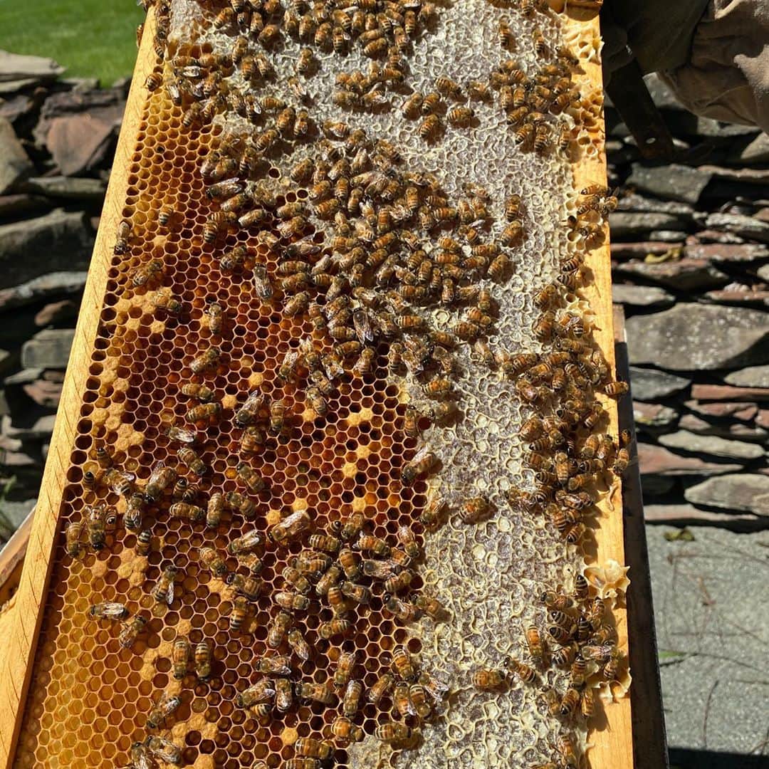 ヨランダ・ハディッドさんのインスタグラム写真 - (ヨランダ・ハディッドInstagram)「❤️Busy Bees...... #SweetnessOfLife #Honey #HomeMade」8月25日 7時01分 - yolanda.hadid