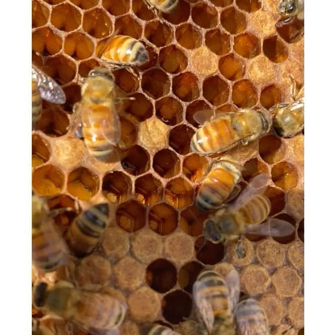 ヨランダ・ハディッドのインスタグラム：「❤️Busy Bees...... #SweetnessOfLife #Honey #HomeMade」