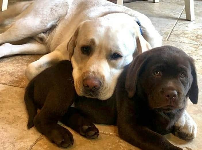 World of Labradors!さんのインスタグラム写真 - (World of Labradors!Instagram)「"Nothing like a nap with your best buddies." - @mookieandbennieandhenry」8月25日 7時21分 - worldoflabs