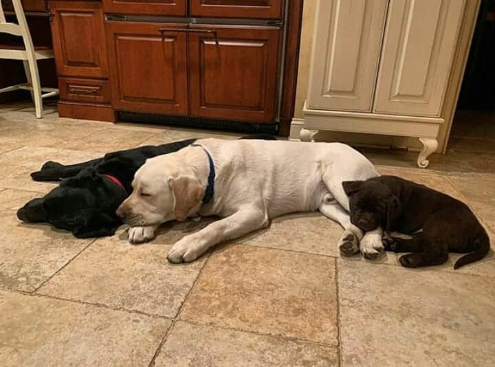 World of Labradors!さんのインスタグラム写真 - (World of Labradors!Instagram)「"Nothing like a nap with your best buddies." - @mookieandbennieandhenry」8月25日 7時21分 - worldoflabs