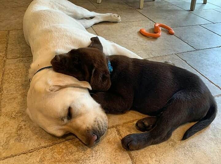 World of Labradors!さんのインスタグラム写真 - (World of Labradors!Instagram)「"Nothing like a nap with your best buddies." - @mookieandbennieandhenry」8月25日 7時21分 - worldoflabs