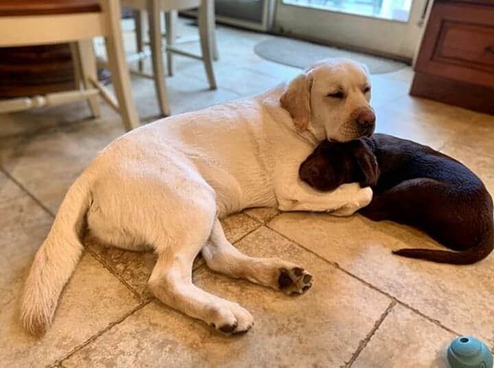 World of Labradors!さんのインスタグラム写真 - (World of Labradors!Instagram)「"Nothing like a nap with your best buddies." - @mookieandbennieandhenry」8月25日 7時21分 - worldoflabs