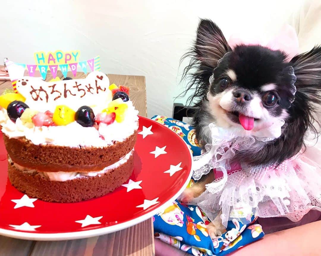 kayoのインスタグラム：「* * * 本日8月25日 めろめろ7歳になりました👧🏿🎂🎉💕✨✨ * * 先週ひと足先に  @living_cafe さんでお祝いしてきたよ🎂🎉🎊💕💕 * * ケーキを目の前に めちゃめちゃ笑顔のめろめろ😊✨✨ * * 我が家でいちばん小さいけど いちばん食いしん坊😋 * * これからも ずーーっとずーーっと元気でいてね☺️💕 * * Happy Birthday Melon🎉 * * Melon💗🎂 2020.8.25 * * #7歳 #お誕生日おめでとう #happybirthday * #chihuahua#chihuahualove#dogstgram#dog#instadog#チワワ#チワワ大好き#チワワのいる暮らし * * *」