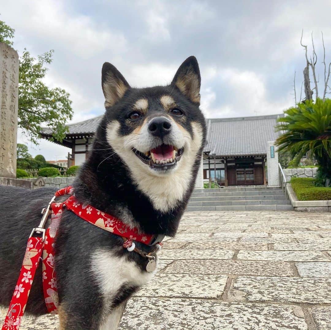 vo_coのインスタグラム：「🐾 先日の雨で明らかに空気感が秋に変わった！ 朝晩はそれなりに過ごしやすくなってきたね もうちょっと頑張って残暑を乗り切ろうね * #shibastagram #instashiba #shiba #shibainu #黒柴 #柴犬」