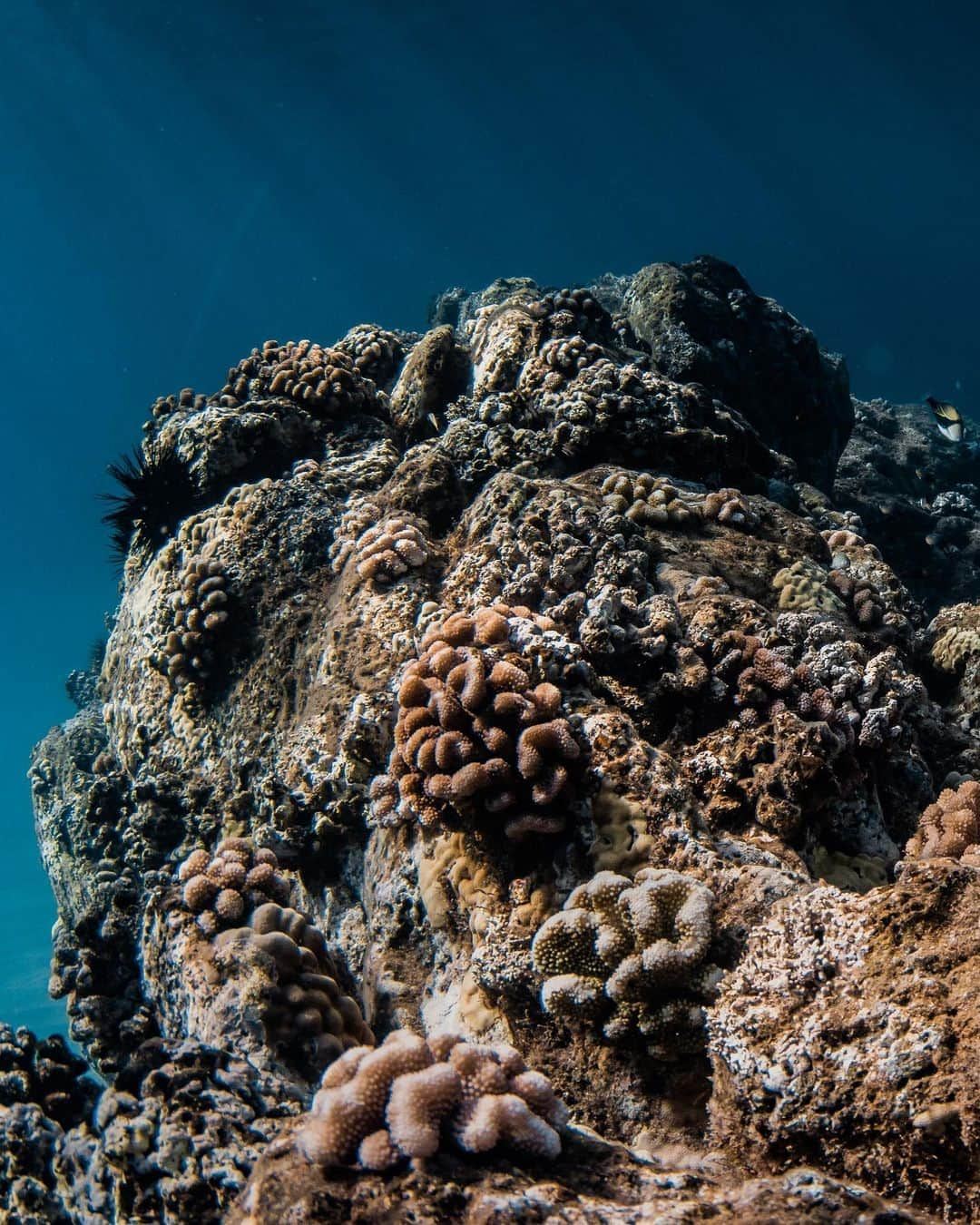 And Youさんのインスタグラム写真 - (And YouInstagram)「Protect the reef! Is your sunscreen harming the ocean? . . . . . . . . . . . . . #hawaii #honolulu #sea #protecttheocean #reef  #reefsafesunscreen #ocean」8月25日 7時48分 - dolphinsandyou