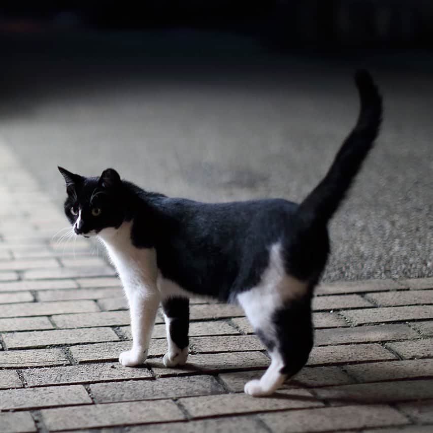 プンクマさんのインスタグラム写真 - (プンクマInstagram)「夜の街のパトロールからも卒業して家猫修行に入ります。 人との会話を理解している様な賢いキミだから、家猫になってもきっと愛される存在になるよ。 すぐにケージの中のハンモックにも乗って寛ぐキミ。 ずっとの家族を探して新しい歴史を刻んでいこうね。 #家猫プロジェクト #猫 #ねこ #cat #neko #catstagram #catsofinstagram」8月25日 8時02分 - pnkm913