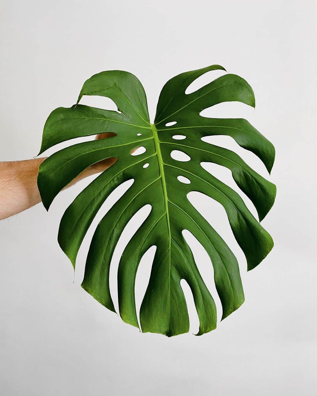 Cubby Grahamのインスタグラム：「Proud plant dad moment 🌿 - Our monstera, Lady Gaga, has been living her best life and gifting us with the most beautiful new leaves. It’s wild to imagine, but just 2 years ago we were adopting her and she was so little she fit in a brown paper bag. - They grow up so fast 💚」