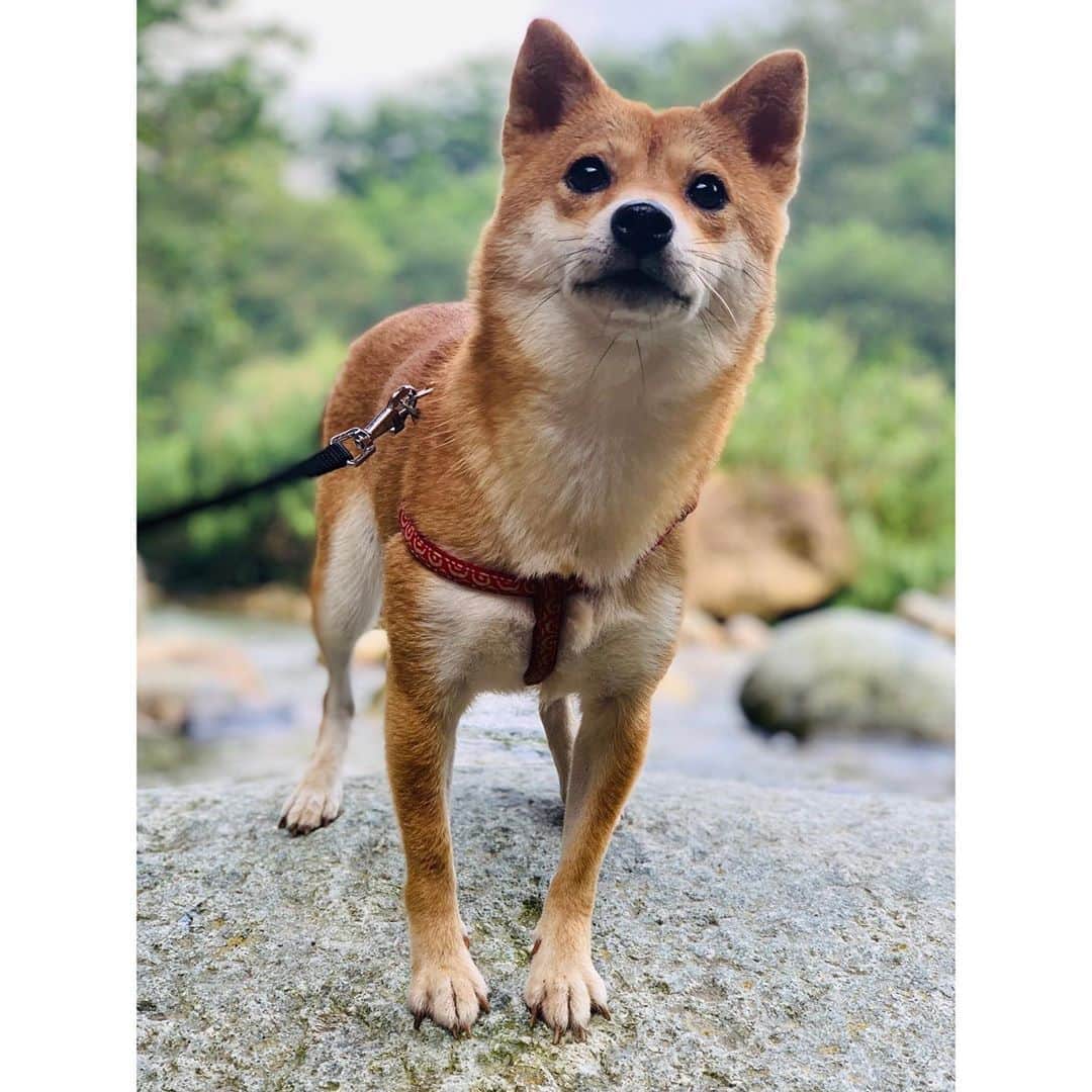 VANRIのインスタグラム：「* 水が冷たすぎてびっくりしたよ〜🦊💦 #豆柴 #柴犬 #日本犬 #しばすたぐらむ」