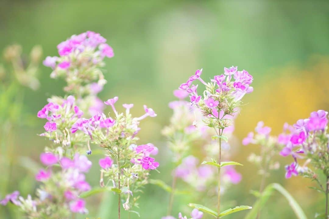 kiccyomuのインスタグラム：「☀️ 2020.08.25 Tue #向島百花園 #心に花を  久しぶりにクーラー無しの夜😄 朝はまだつけてないけど… 日中無しはまだ無理かな？ 8月もあと少しですネ〜 秋の気配が少しずつ… 火曜日…今日も元気に🤗  location #東京 📷撮影 2020年08月22日」
